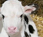 Двенадцать телят попали под арест из-за долгов астраханца