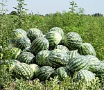 Каждый третий российский арбуз – из Астраханской области