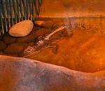 Крокодил из сгоревшего "Октября" отказывается есть красную рыбу 