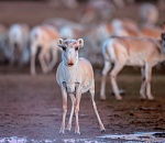 В Астраханской области бизнес планирует выделить 30 миллионов на сохранение сайгака