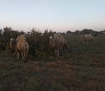 Бесчинствующих астраханских верблюдов хотят забрать в Азербайджан