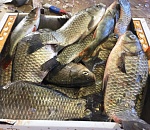 У продавцов рыбы в Астрахани возникли проблемы