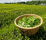 На астраханской границе не пропустили более 40 тонн груза