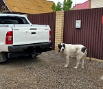 Астраханец отправляет гулять опасную собаку без намордника