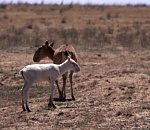 В Астраханском заказнике родились сайгачата-альбиносы