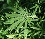 Не все велосипедисты за здоровый образ жизни…