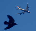Птицы атакуют самолеты в астраханском аэропорту