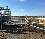 В Красноярском округе за гулявших коров их владельцы заплатили почти 120 тыс. рублей