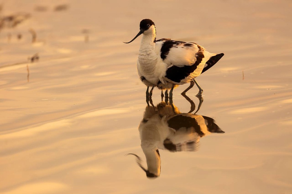 Астраханский заповедник вошёл в президентский проект «Дикая природа России»
