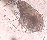 Астраханские ученые обнаружили на Каспии рачка, которого не видели почти 20 лет