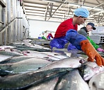 В Астрахани полиция выявила рыбоперерабатывающий цех, выпускающий опасную для потребителей продукцию