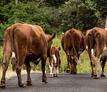 Стало известно, где в Астраханской области самые недисциплинированные коровы 