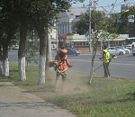 Власти Астрахани усилили борьбу с сорняками