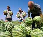 Астраханская область в январе-октябре увеличила производство бахчевых на 12%