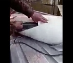 В соцсетях появилось видео, на котором браконьеры потрошат белугу