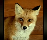 Астраханцы всем миром спасают зоопарк «Баба Фрося», который так и не признали пострадавшим