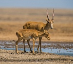 Природная катастрофа? Астраханские ученые бьют тревогу из-за установки колючей проволоки между Казахстаном и Россией