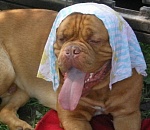 Жара в Астрахани еще более усилится