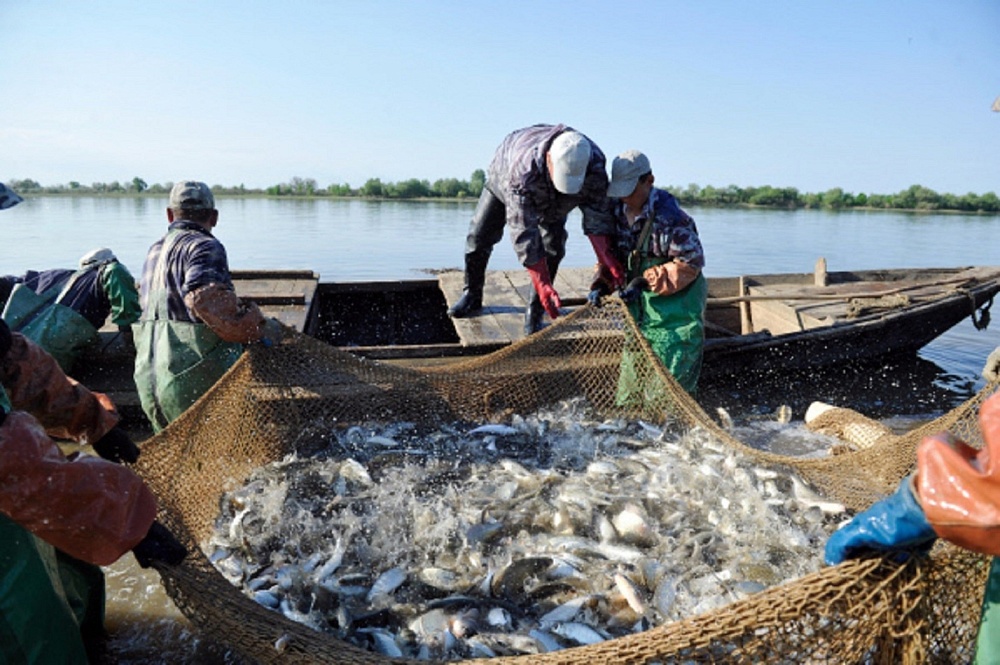 Количество добытой рыбы в Астраханской области в этом году может вырасти на 45%