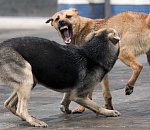 В астраханском Знаменске завели дело на чиновников из-за массовых нападений собак на людей