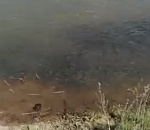 В Астраханской области найден рай для рыбаков (ВИДЕО)