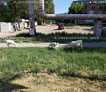 В Астрахани на оживленной улице пасутся козы