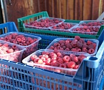 На полях в Астраханской области идет сбор малины