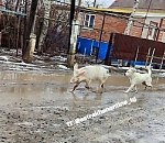 Тимон и Пумба с Казачьего не на шутку развеселили астраханцев