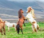 В Астраханской области за информацию о лошадях обещают миллион рублей