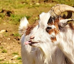 Астрахань второй раз подряд соберет овец и коз со всей России