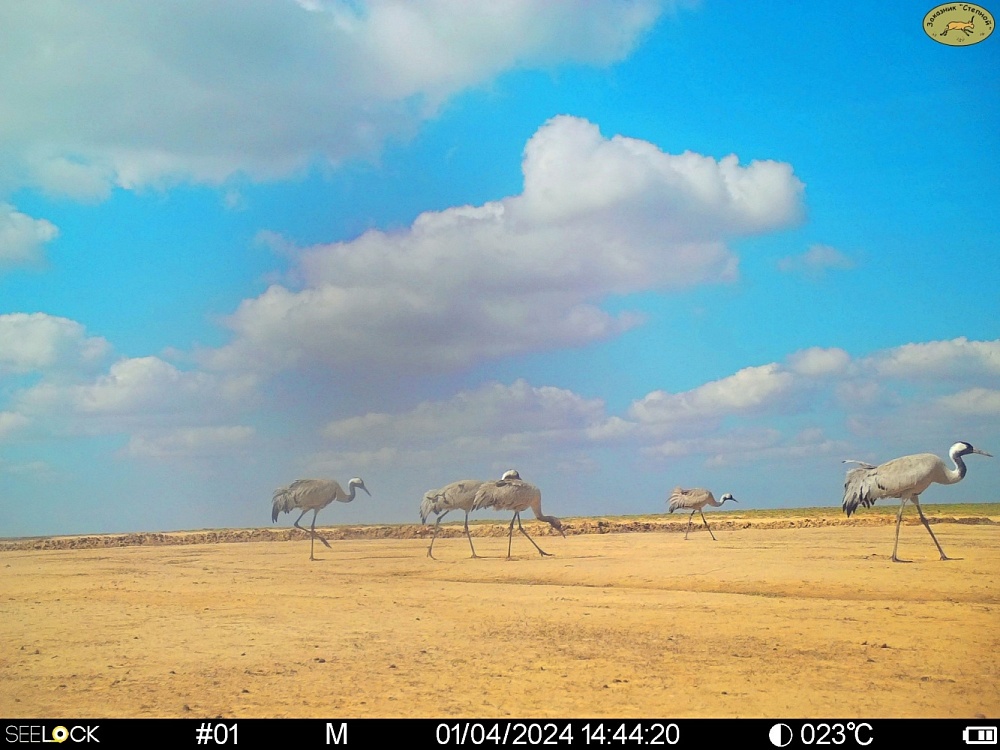 Прекрасные редкие птицы прилетели в Астраханскую область 