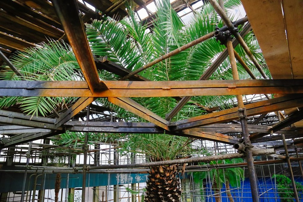 Растения в зимнем саду кинотеатра "Октябрь" зацвели со страшной силой