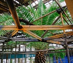 Растения в зимнем саду кинотеатра "Октябрь" зацвели со страшной силой