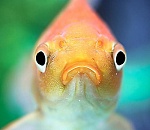 Астраханские пограничники не пропустили 19 тонн рыбы