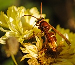 Записки астраханского натуралиста. Откуда прилетел шершень восточный