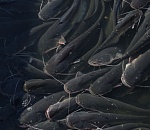 Директор института наук о жизни и Земле АГУ Михаил Валов: мероприятие-спутник III Конгресса молодых ученых станет источником новых идей по решению экологических проблем региона и укрепит научные связи