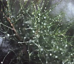 Завтра в Астраханской области температура будет метаться от -4°  до +4°