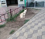 В Астрахани собака уже несколько часов ждёт своего хозяина