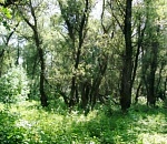 В Астраханской области на 21 день запрещено нахождение в местных лесах 