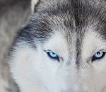 Опасные хищники угрожают жителям одного из районов Астраханской области