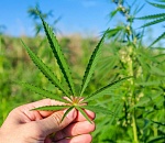 Суровая народная медицина: астраханец собирал целебную коноплю