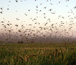 Около 500 га сельхозугодий пострадали от саранчи в Астраханской области