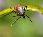Новый вид клещей-мутантов появился в Астраханской области