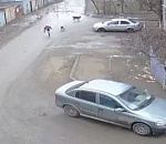 Бродячие собаки напали на детей в Астрахани: видео
