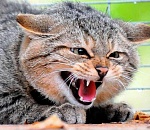 В Астрахани зарегистрированы случаи бешенства животных