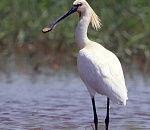 Астраханский заповедник будет спасать краснокнижную птицу совместно со Всемирным фондом дикой природы