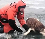 В Астрахани спасатели вытащили из воды собаку