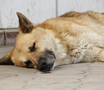 Астраханцы сообщают о Хатико в районе "Спутника". Трогательное видео