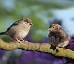 В Астрахань идет аномальное тепло