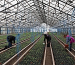 Астраханские фермеры начали сажать Пинк Хит и Пинк Чемпион